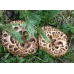 Мицелий Ежовика пестрого / Ежовик чешуйчатый (Sarcodon imbricatus)